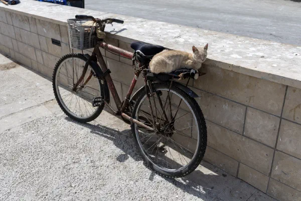 A cat resting on a bicycle parked beside a tiled wall.