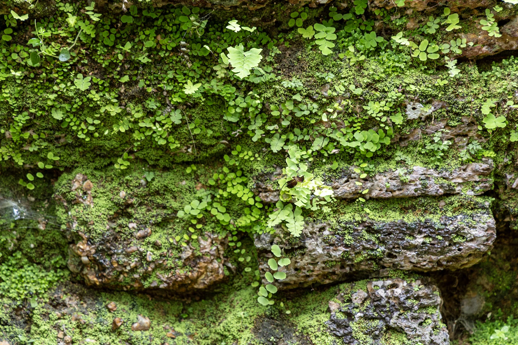 Small green plants covering a weathered stone carving.