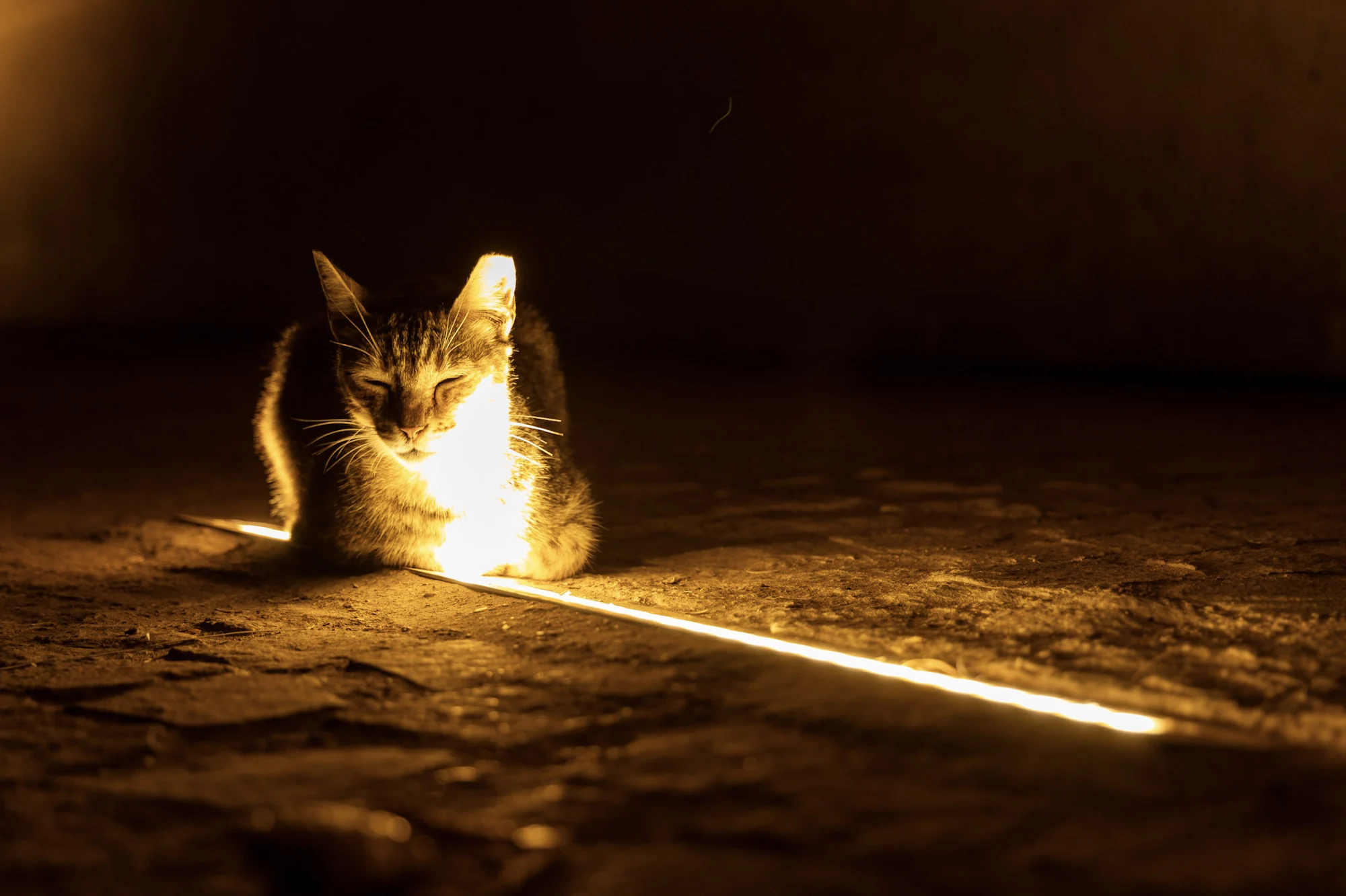 A cat resting in a narrow beam of golden light inside a dark doorway.