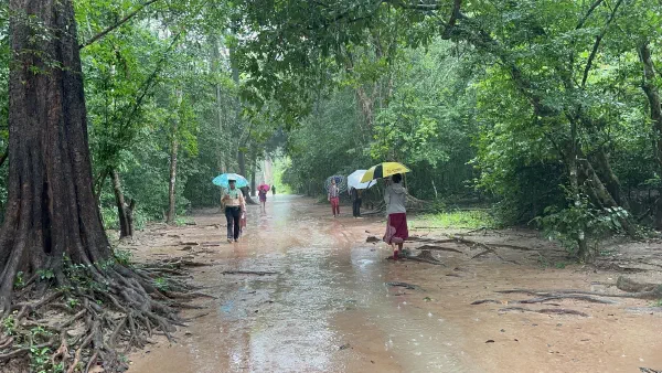 Visitors carrying umbrellas along a rain-soaked forest path.