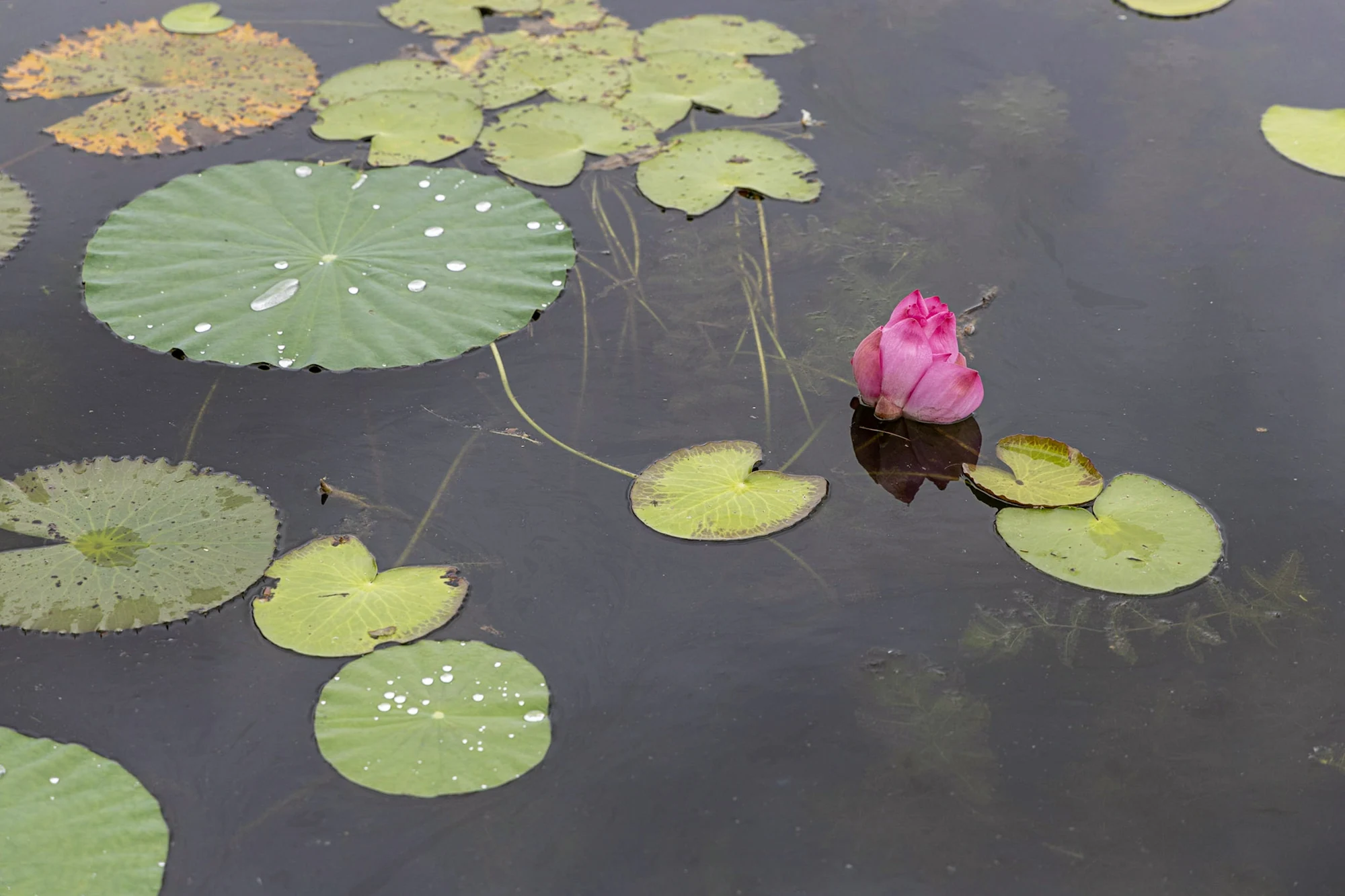 A pink water lily reflected among leaves on still water.